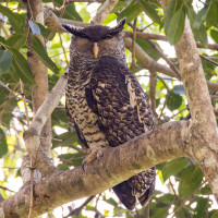 Spot-bellied Eagle-Owl